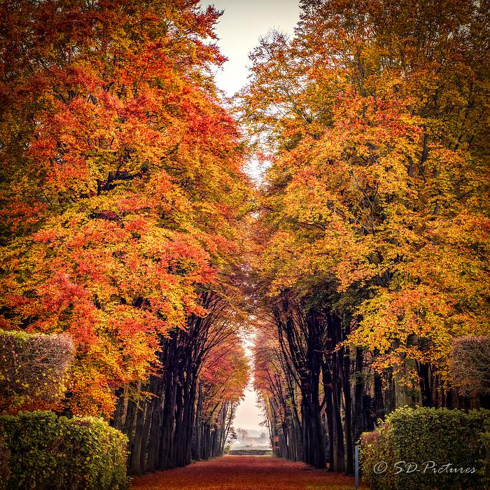 WEB Allee