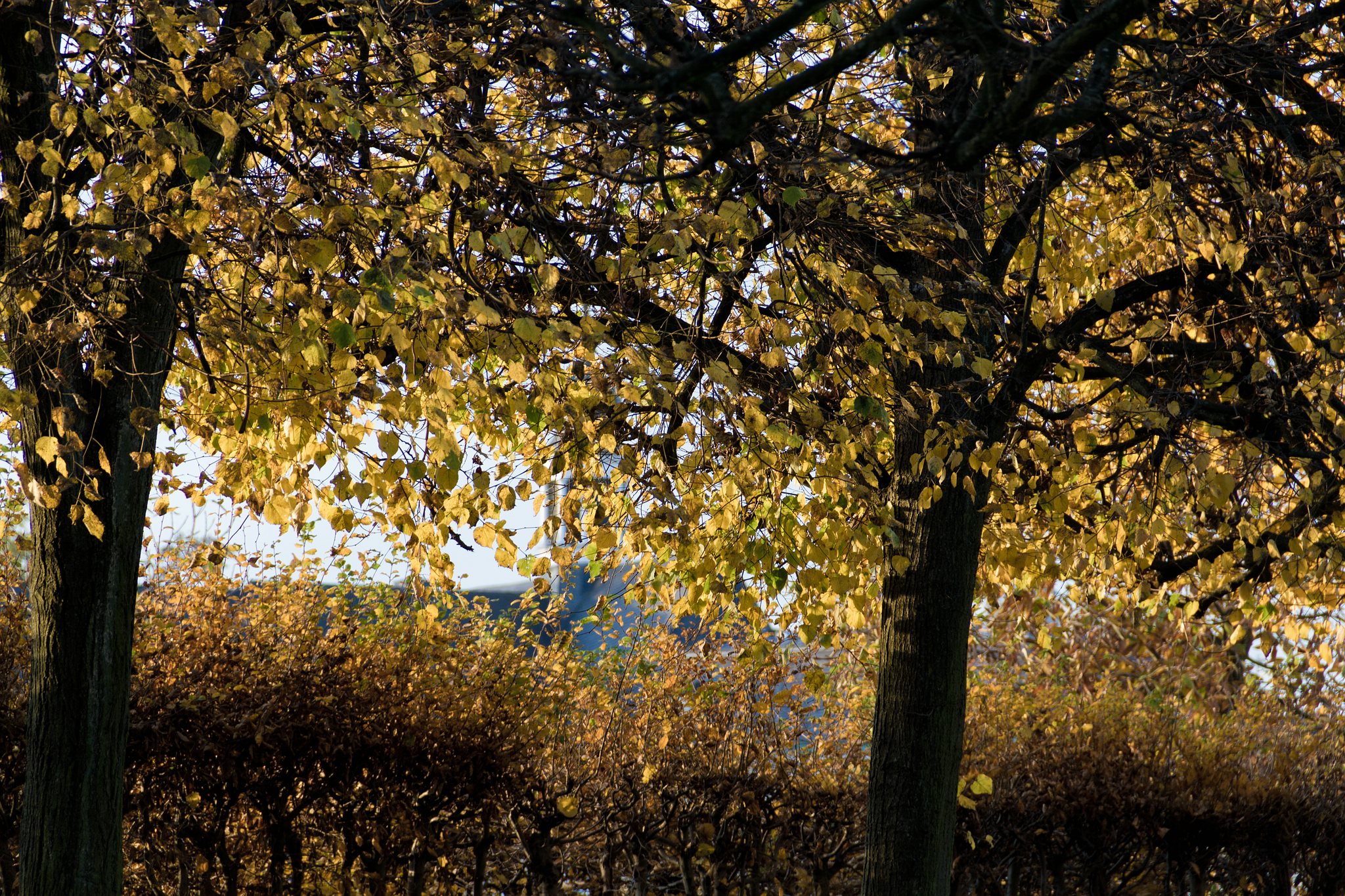WEB IMG 2092