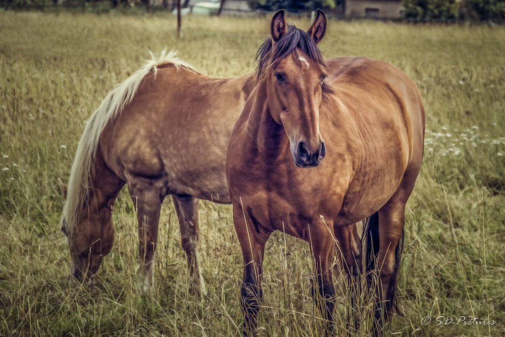 WEB Pferd 2